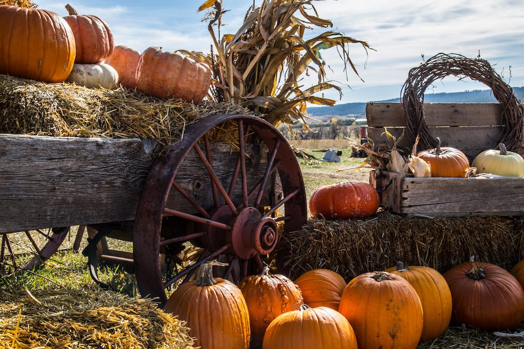 Family fun at pumpkin patches near Kerley Family Homes available now and selling