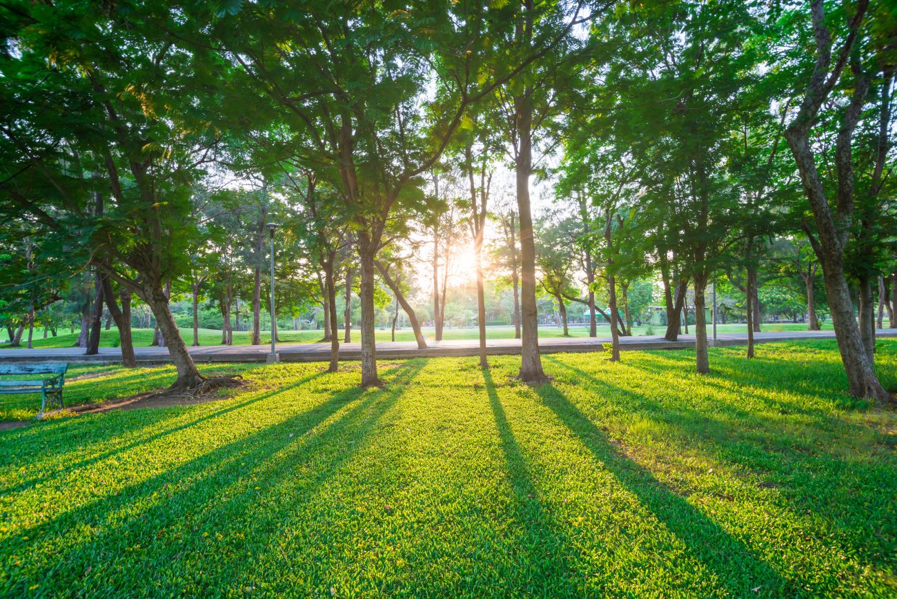 a park like those in powder springs [ Ekachai Wongsakul] © 123rf