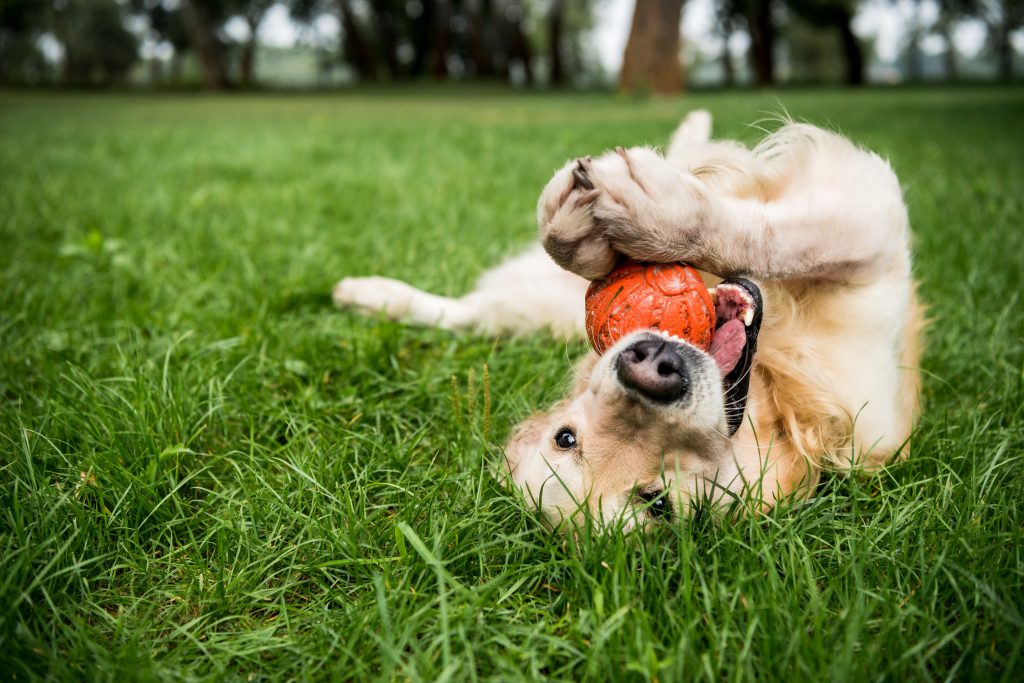 Dog rolling over with toy in grass park like Swift-Cantrelll near the pet-friendly townhomes in Kennesaw at Cantrell Crossing