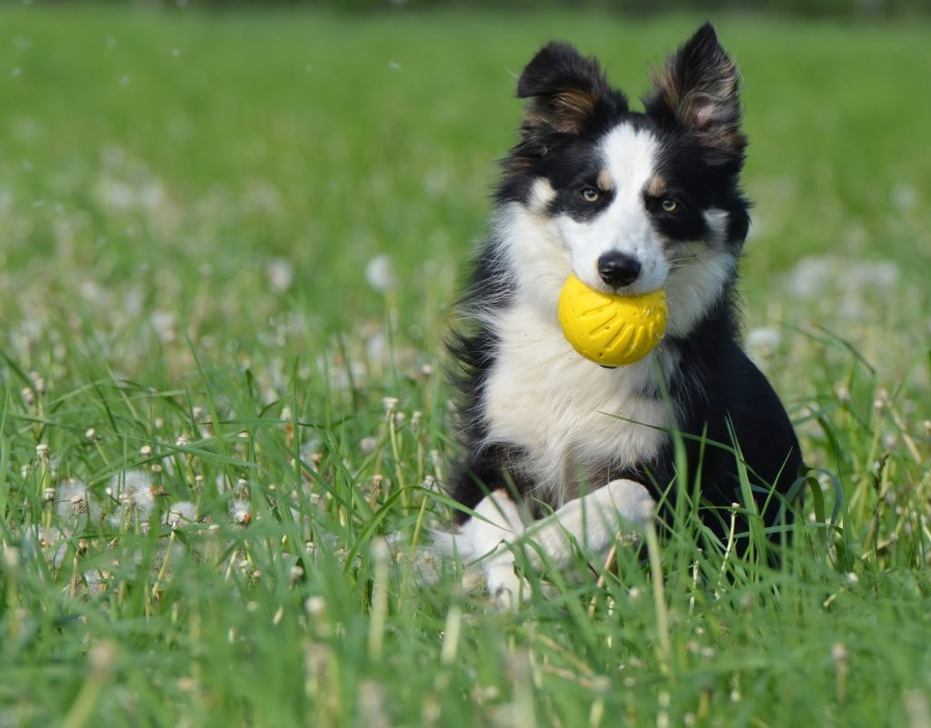 Border Collie with yellow ball running in a grass field