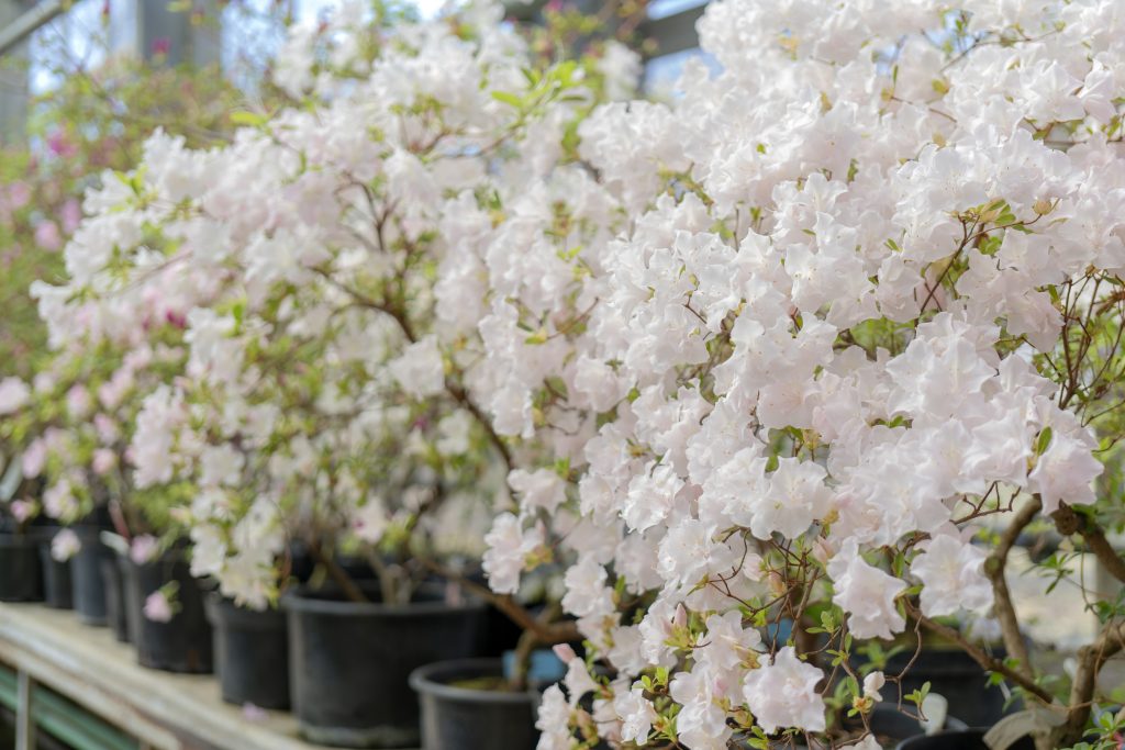 Summer Flower Blooming in a Nursery