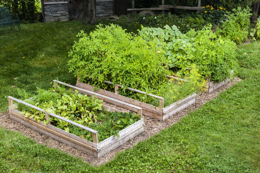 Raised Vegetable Beds in a Backyard