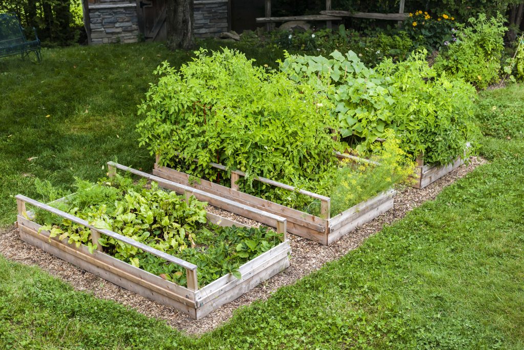 Raised bed fruits and vegetables