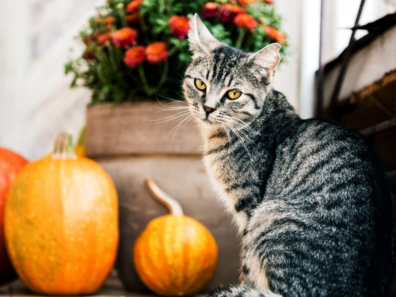 a cat decorating for halloween on the porch andreaobzerova © 123rf
