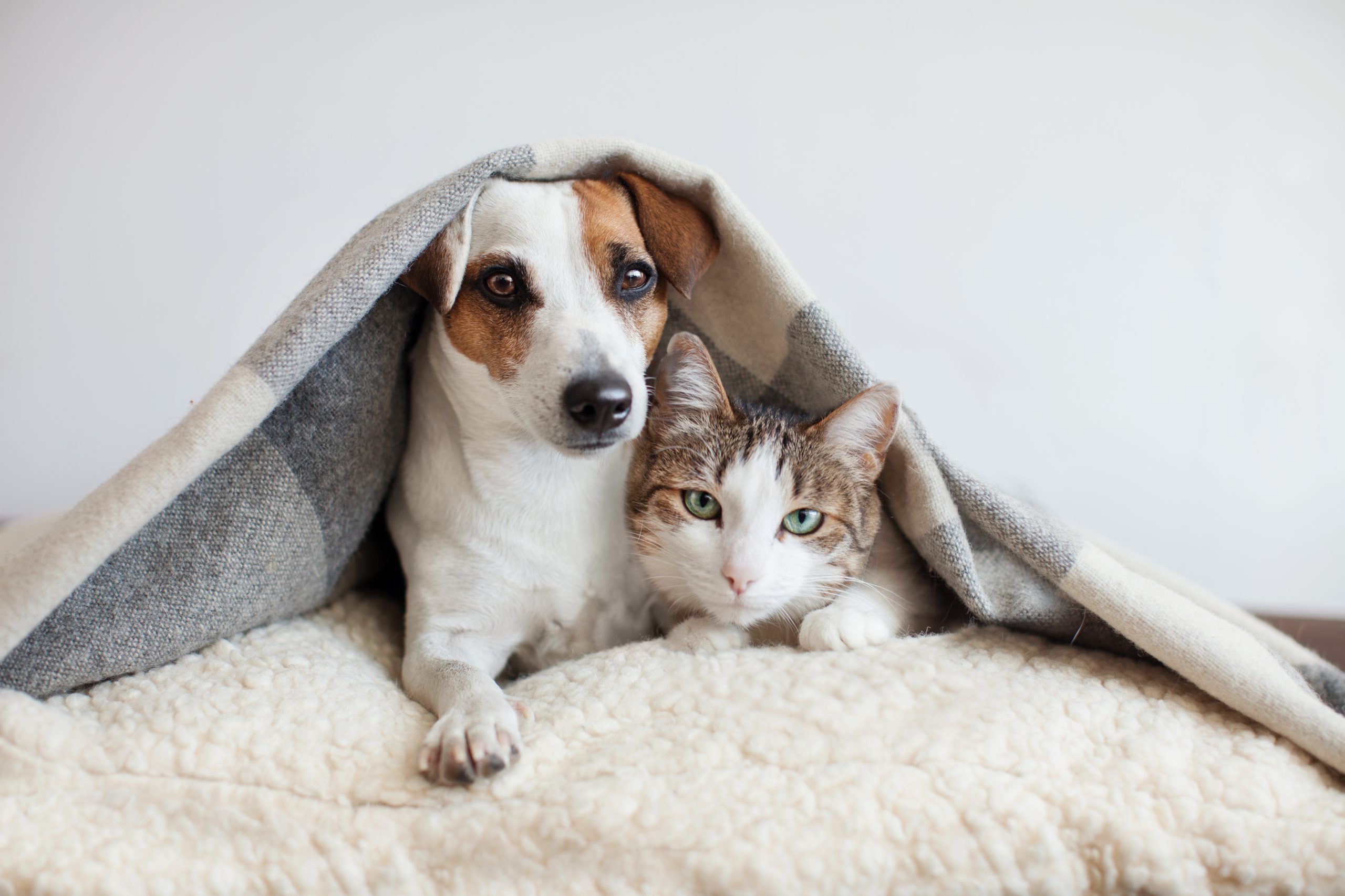 Cat and dog cuddling under blanket ©Gladskikh Tatiana