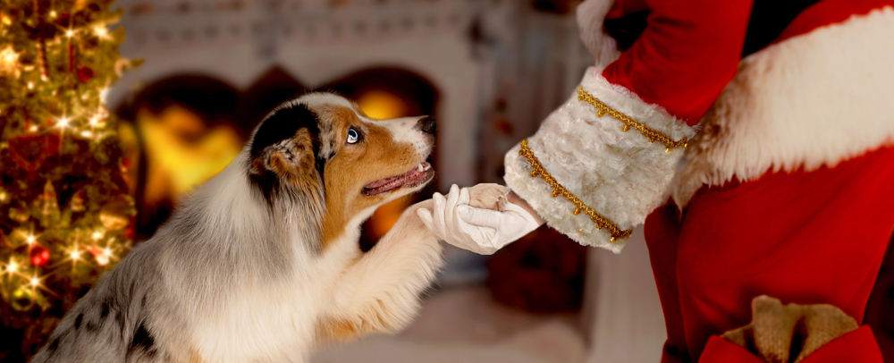 Dog Taking Picture With Santa ©Photo-SD