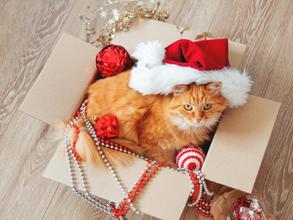 Cat in a Box with Holiday Decorations©Konstantin Aksenov