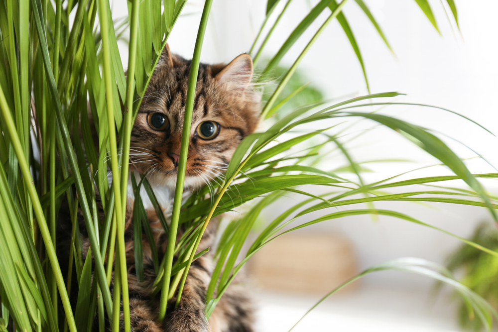 Cat with a Pet-friendly Plant©New Africa
