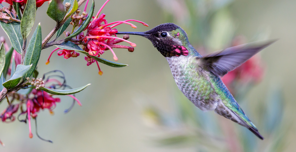Pollinator Gardens with Hummingbirds ©yhelfman
