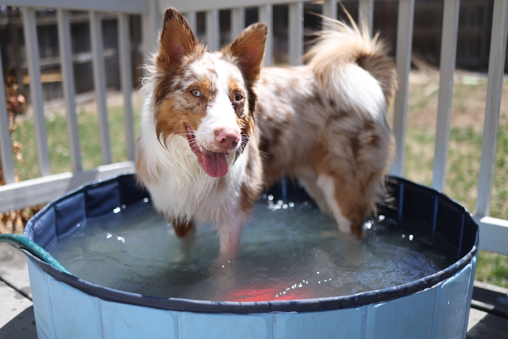 Australian Shepherd in tiny pool on a hot day ©Kenedyxx