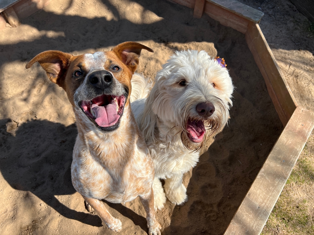two happy dogs at a dog park ©Ryan Brix