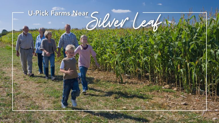 Active adult couple walking with family next to corn field in fall ©Juice Dash